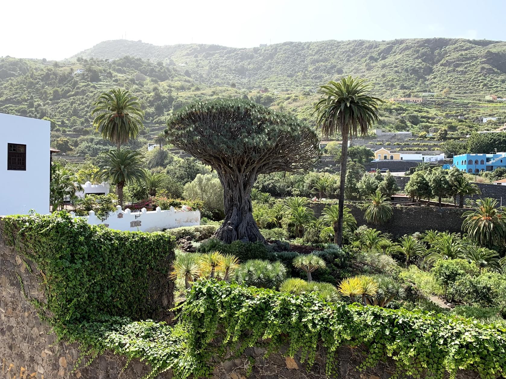Besuch des Drago Milenario: Einer der ältesten Drachenbäume der Welt