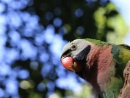 Ein Papagei im Loro Parque